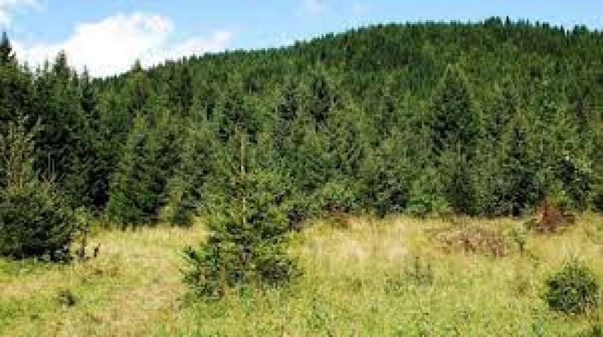 Izvješće o radu Kantonalne uprave za šumarstvo KSB za 2020.godinu